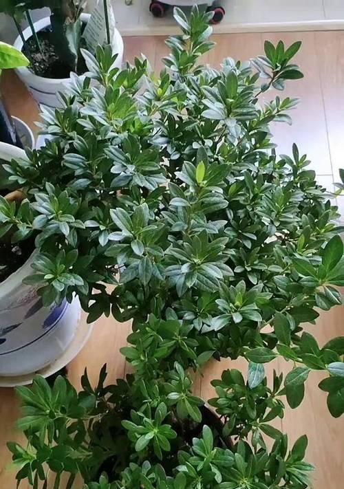杜鹃花的土壤选择和养护方法是什么？