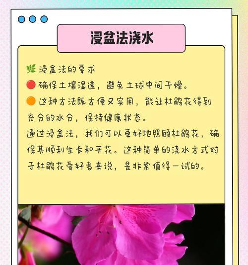 杜鹃花的土壤选择和养护方法是什么？