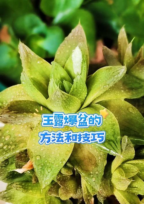 玉露叶子烂了的处理方法有哪些？