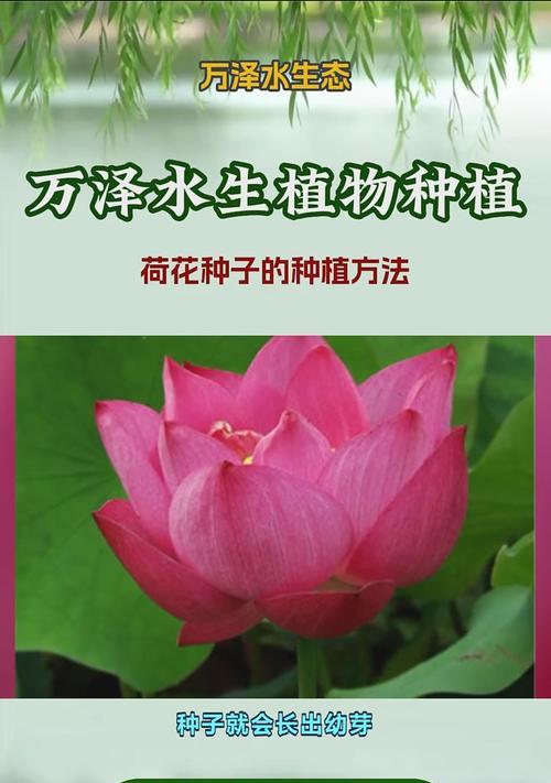 荷花种植的正确步骤是什么？