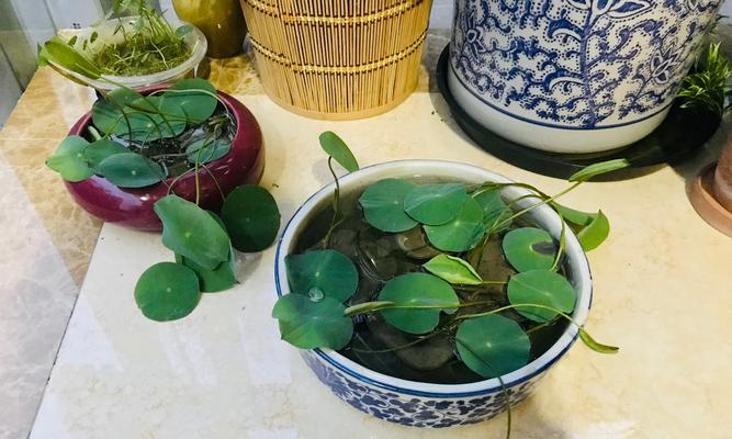 荷花种植的正确步骤是什么？