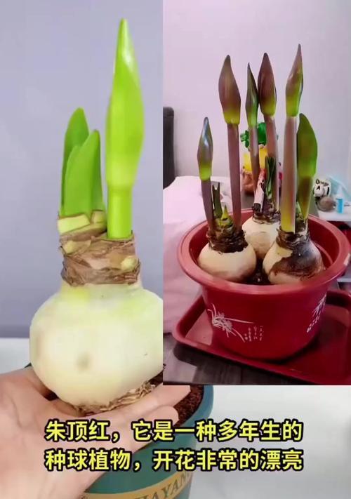 朱顶花品种的养护技巧是什么？朱顶花品种有哪些？