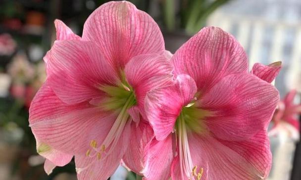 朱顶花品种的养护技巧是什么？朱顶花品种有哪些？