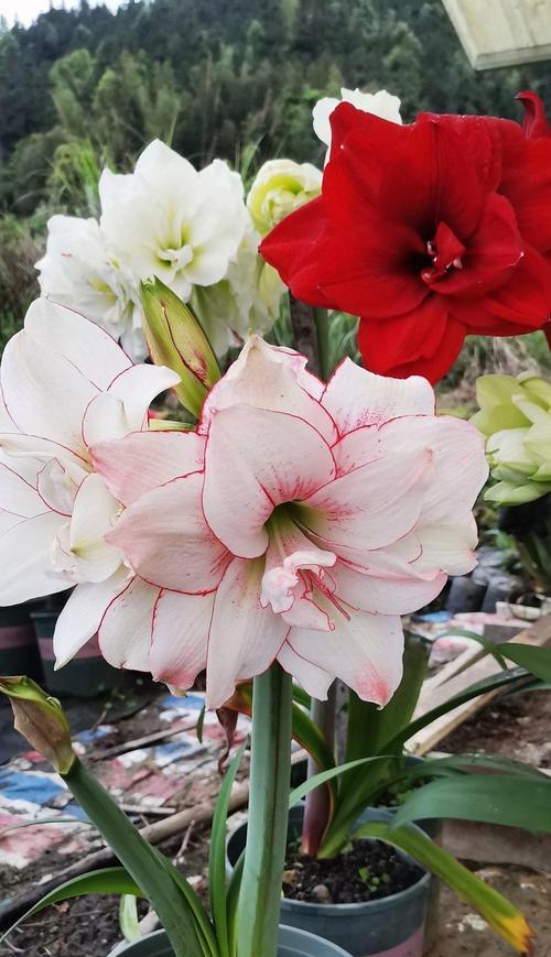 朱顶花品种的养护技巧是什么？朱顶花品种有哪些？