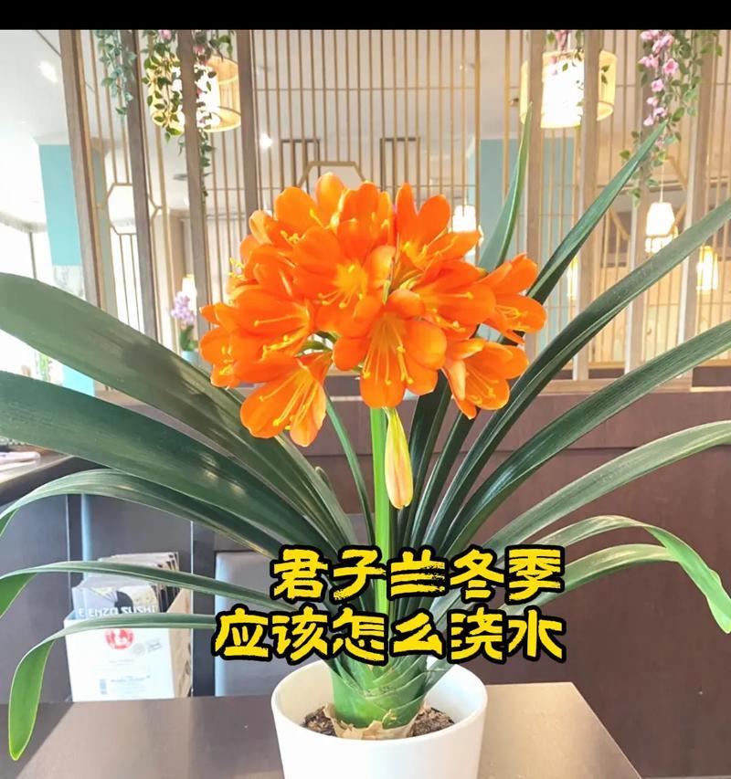 给花草浇水的最佳时间是什么时候？