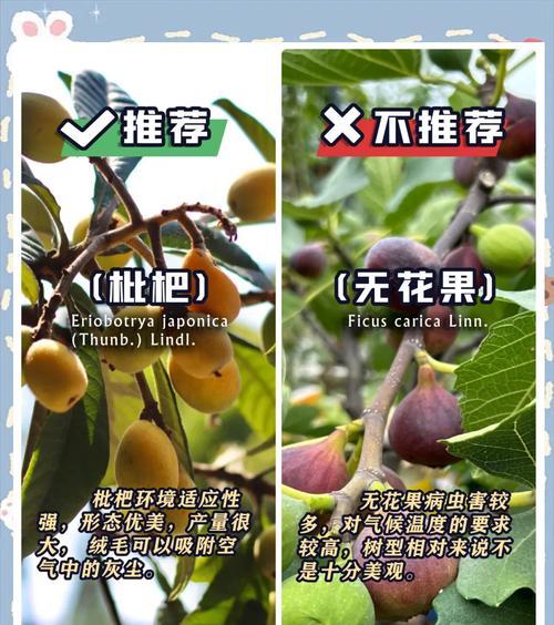 绿化果树品种大全包括哪些？它们的适应性和效益如何？