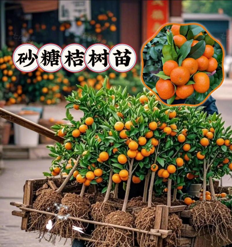 绿化果树品种大全包括哪些？它们的适应性和效益如何？