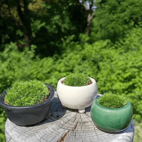 盆景苔藓的养护方法？如何保持其翠绿状态？