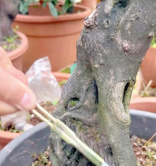 盆景苔藓的养护方法？如何保持其翠绿状态？