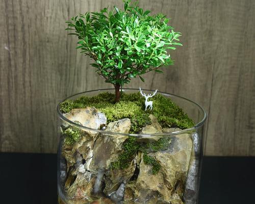 盆景苔藓的养护方法？如何保持其翠绿状态？