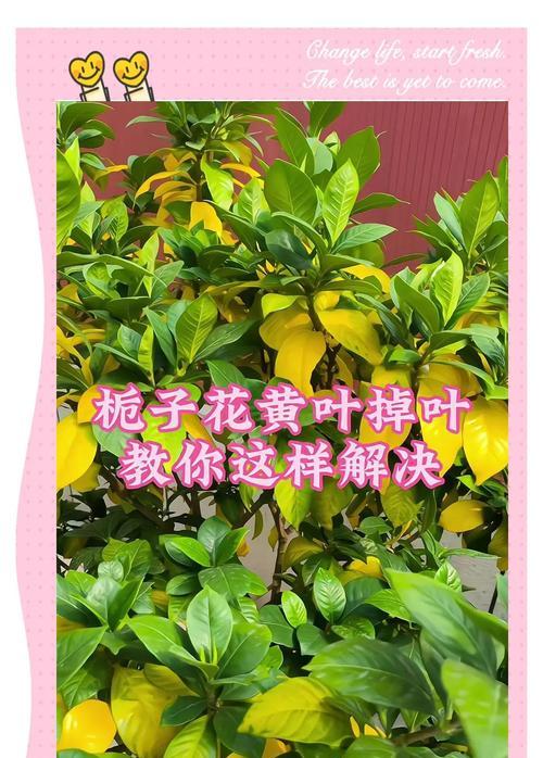 栀子花叶子黄了怎么回事？如何进行有效处理？
