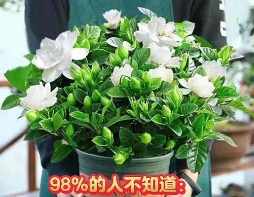 栀子花叶子黄了怎么回事？如何进行有效处理？