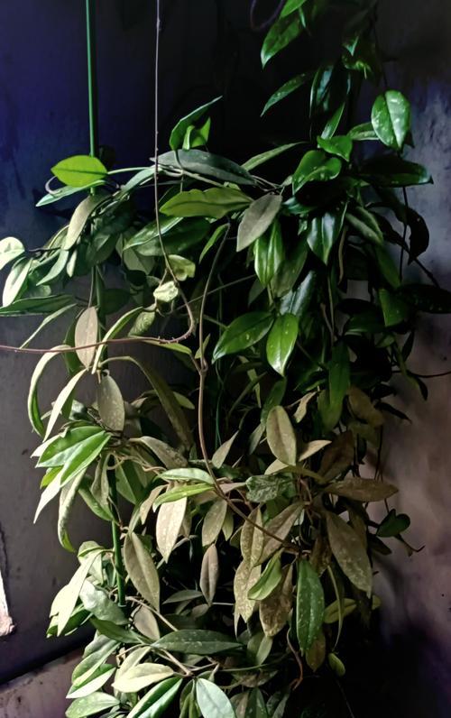 球兰种植的技巧和常见问题解答是什么？