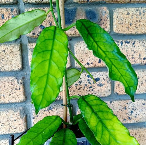 球兰种植的技巧和常见问题解答是什么？