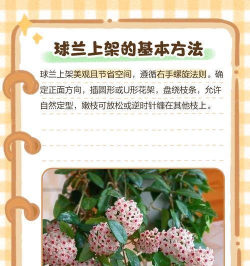 球兰种植的技巧和常见问题解答是什么？