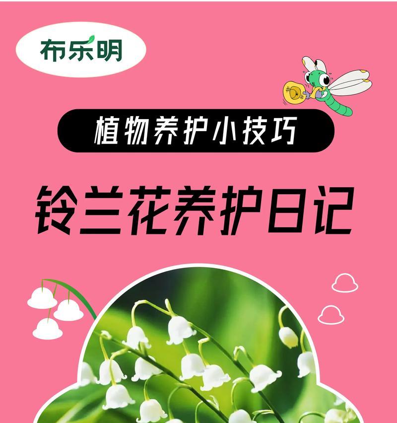 铃兰花的养护方法是什么？怎样才能让铃兰花开出更多花朵？