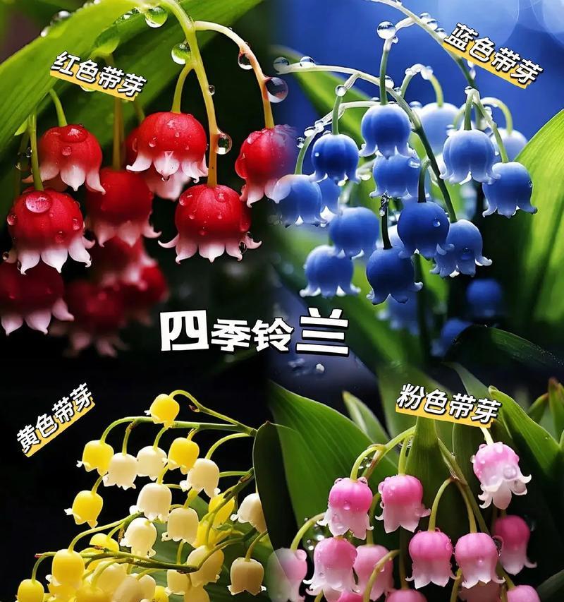 铃兰花的养护方法是什么？怎样才能让铃兰花开出更多花朵？