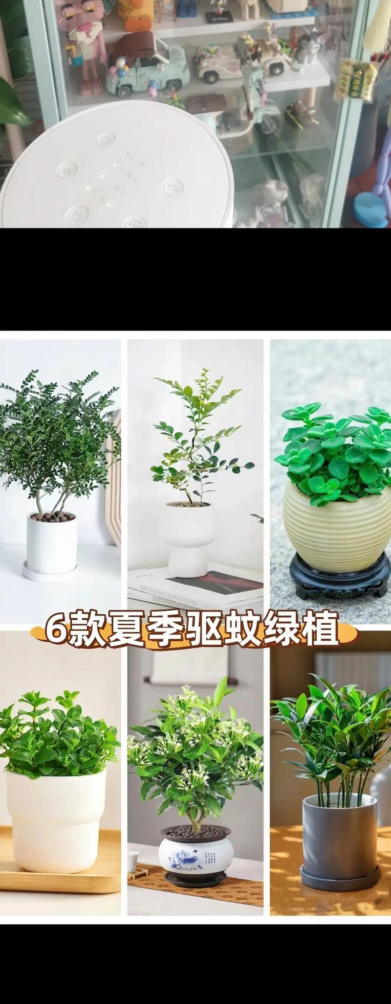 夏天的什么植物？哪些植物适合夏季生长？