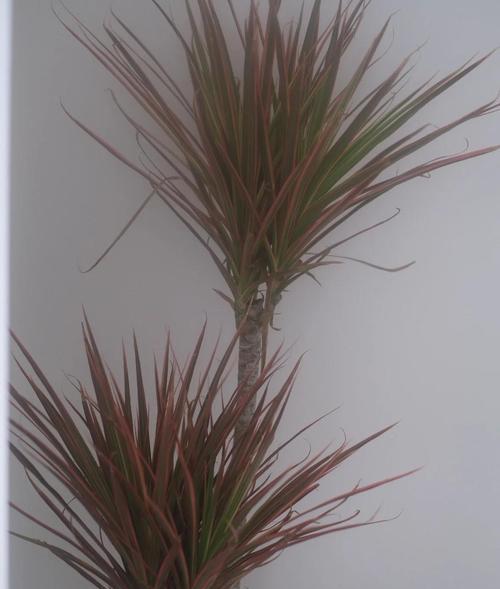 夏天的什么植物？哪些植物适合夏季生长？