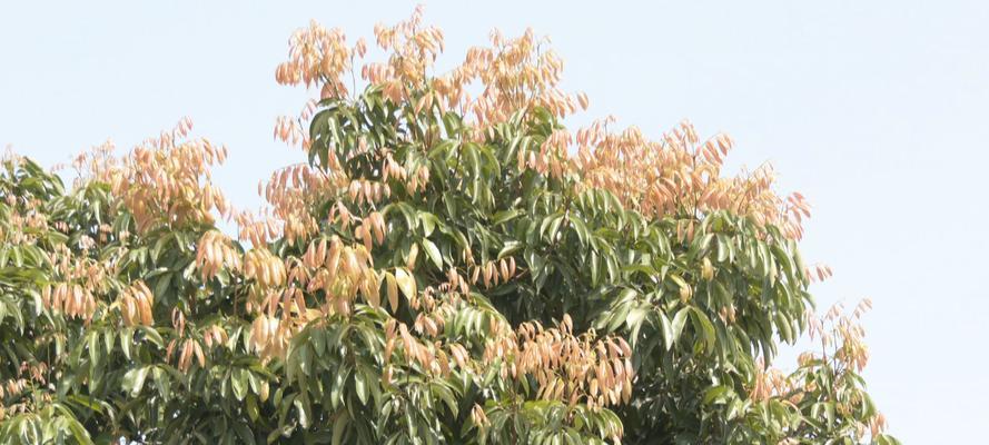 荔枝树的花什么颜色？荔枝树花的特征有哪些？