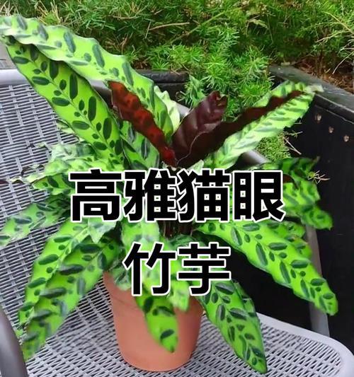 竹芋叶子发黄的原因及解决方法是什么？