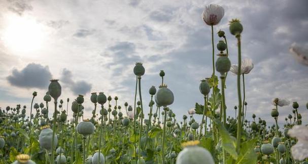 罂粟品种的种植技巧有哪些？罂粟品种有哪些独特之处？