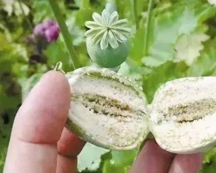 罂粟品种的种植技巧有哪些？罂粟品种有哪些独特之处？