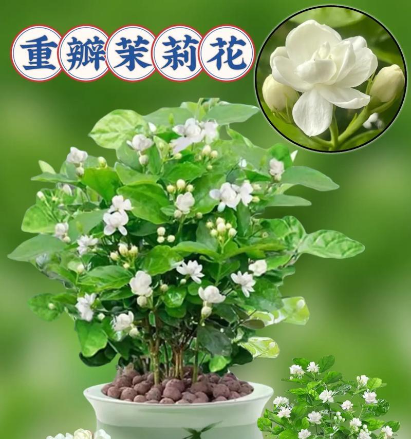 茉莉花的花语代表什么？