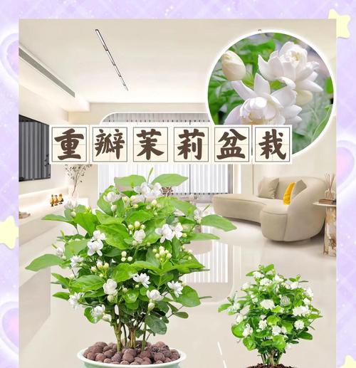 茉莉花的花语代表什么？