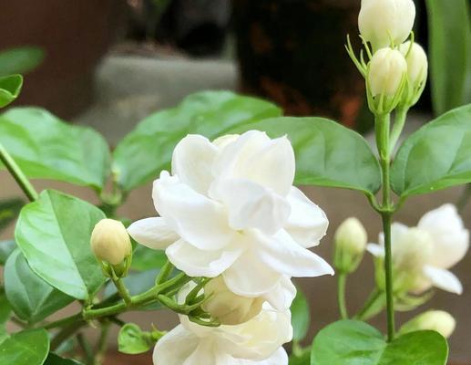 茉莉花的花语代表什么？