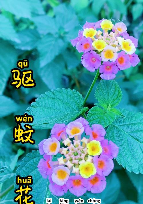 五色花的养殖技巧有哪些？如何保持其色彩鲜艳？