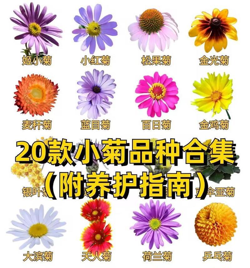 荷兰菊的种植和养护技巧有哪些？