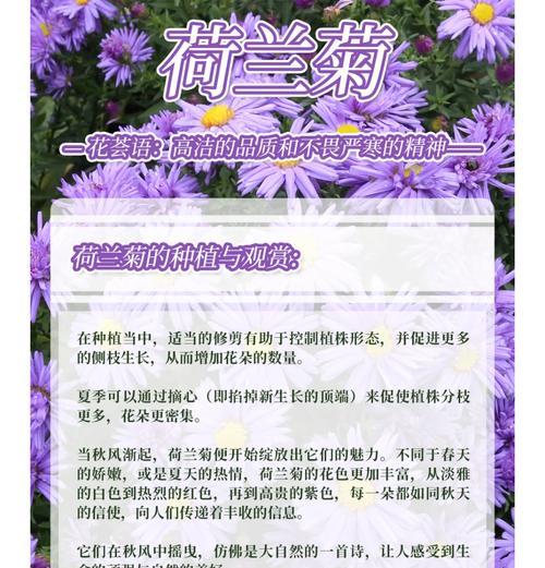 荷兰菊的种植和养护技巧有哪些？