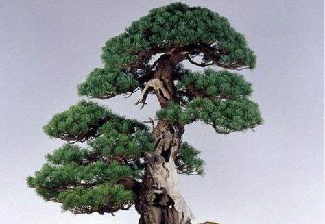 哪些松树品种最适合做盆景？它们的养护要点是什么？