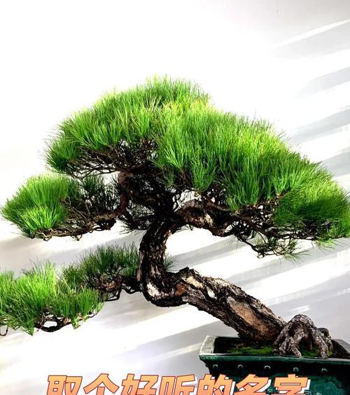 哪些松树品种最适合做盆景？它们的养护要点是什么？