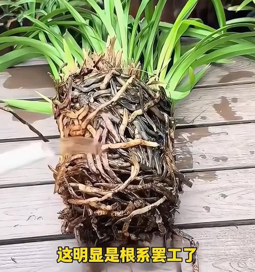 兰花烂心了怎么办？有效补救措施有哪些？