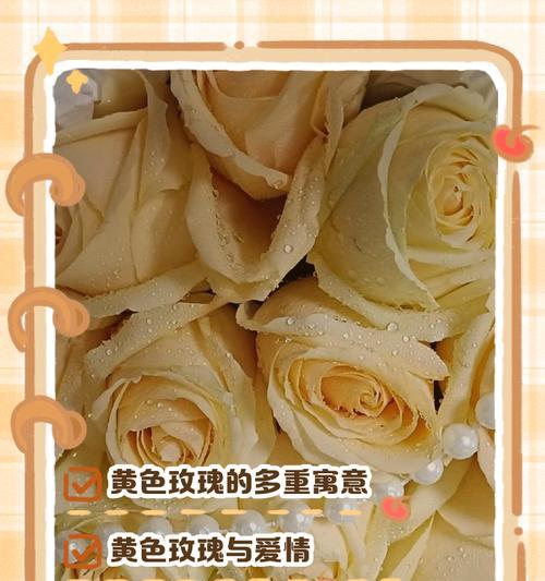 黄玫瑰有多少品种？黄玫瑰品种的花语是什么？