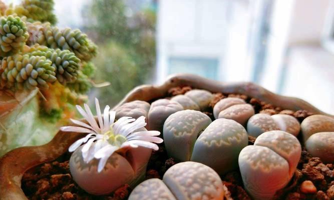 生石花的正确栽种方法是什么？需要注意哪些事项？