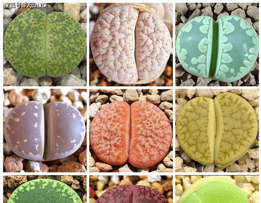 生石花的正确栽种方法是什么？需要注意哪些事项？