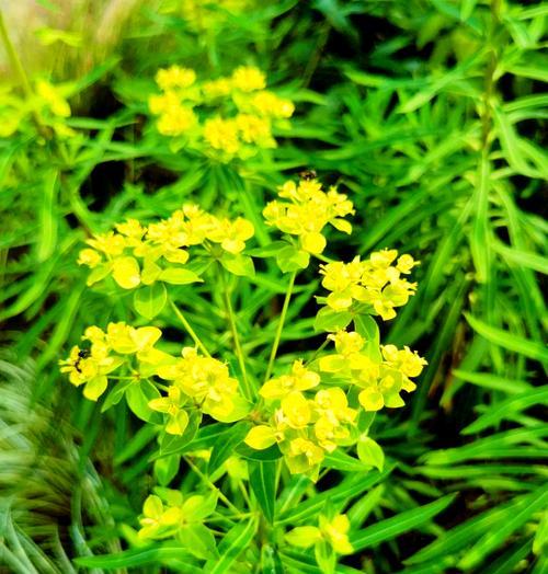 夏天盛开的花有哪些？如何选择适合夏季种植的花卉？