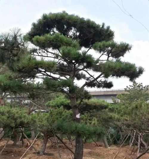 松树养护需要注意什么？松树叶子发黄怎么办？