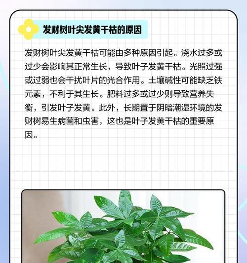 发财树叶子发黄的常见原因及处理方法？