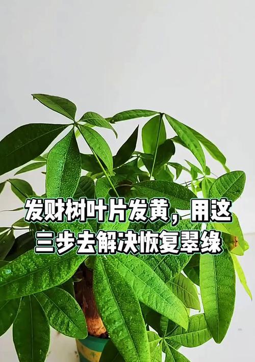 发财树叶子发黄的常见原因及处理方法？