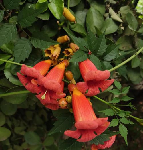 凌霄花是什么植物？有哪些特点？