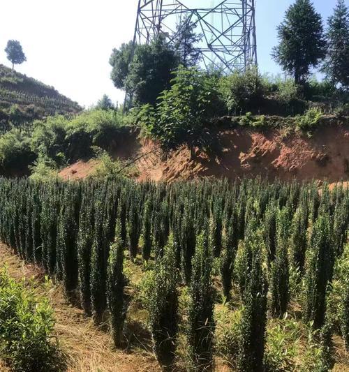 冬青是什么植物？有哪些种类和用途？