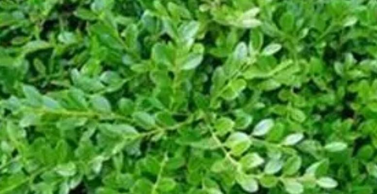 冬青是什么植物？有哪些种类和用途？