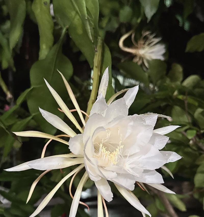 昙花的花语及其含义是什么？