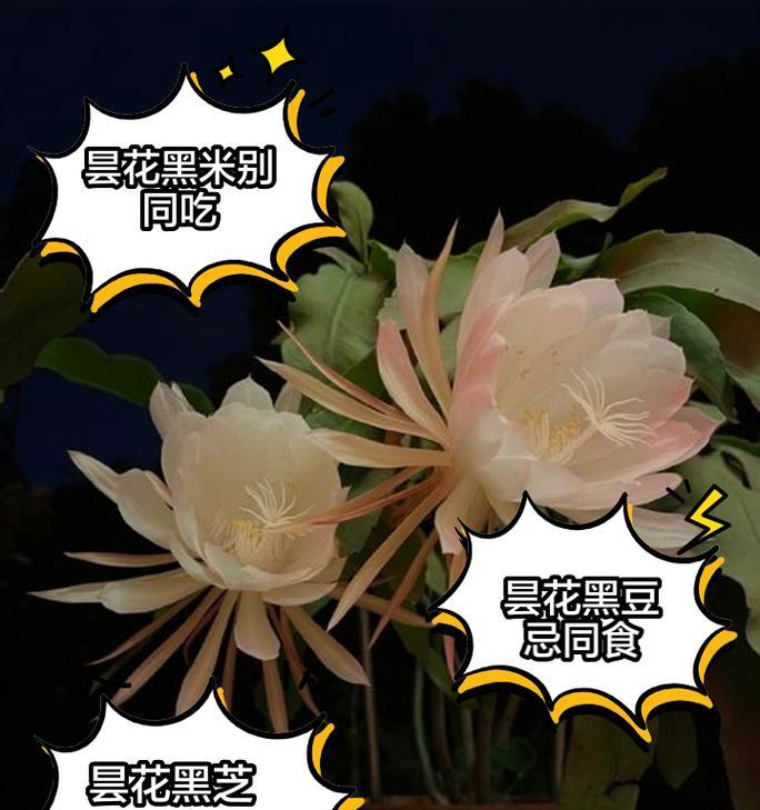 昙花的花语及其含义是什么？