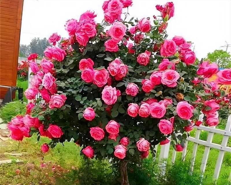 花树有哪些品种大全？如何根据季节选择合适的花树？