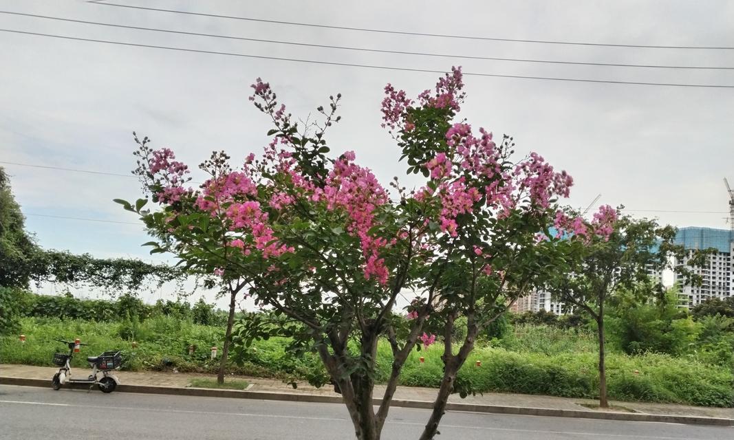 花树有哪些品种大全？如何根据季节选择合适的花树？